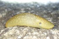 Limacus flavus