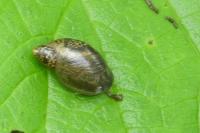 Succinea putris