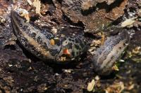 Limax maximus