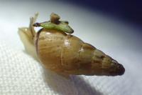 Cochlicella acuta