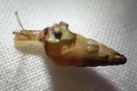 Cochlicella acuta