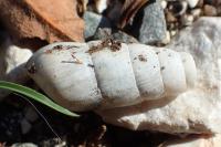 Rumina decollata