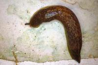 Limacus flavus