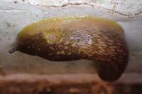 Limacus flavus