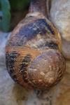 Cornu aspersum