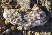Magallana gigas