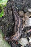 Limax maximus