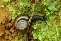 Elona quimperiana