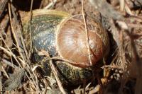 Cornu aspersum