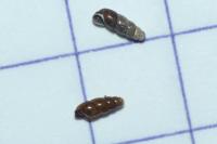 Platyla cryptomena