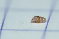 Acicula fusca
