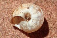Xerotricha apicina