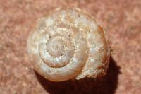 Xerotricha apicina