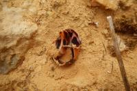 Cepaea nemoralis