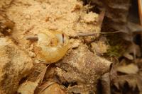Cepaea hortensis