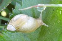 Succinea putris