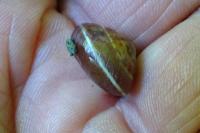 Hygromia cinctella