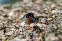 Ancylus fluviatilis