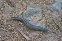 Limax cinereoniger