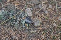 Limax cinereoniger