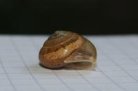 Hygromia limbata