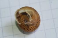 Hygromia limbata
