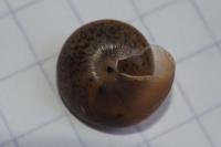 Hygromia cinctella