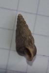 Obscurella
