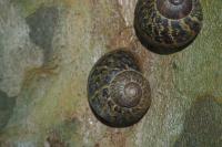 Cornu aspersum
