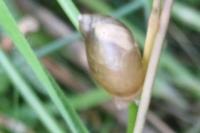 Succinea putris