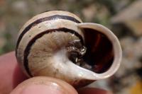 Eobania vermiculata