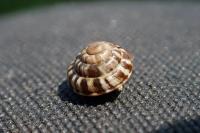 Trochoidea trochoides