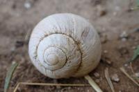 Helix melanostoma