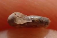 Gyraulus chinensis