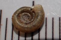 Gyraulus chinensis
