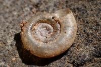 Gyraulus chinensis