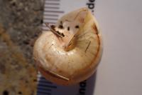 Theba pisana
