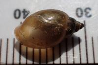Physella acuta