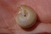 Monacha cartusiana