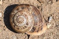 Eobania vermiculata