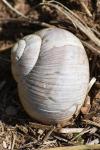 Helix melanostoma