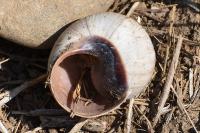 Helix melanostoma