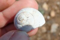 Helix melanostoma