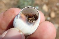Helix melanostoma