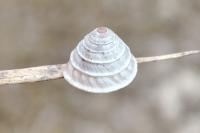 Trochoidea elegans