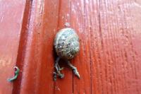 Cornu aspersum
