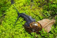 Elona quimperiana