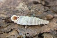 Macrogastra plicatula