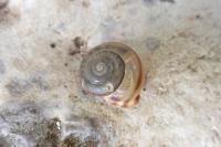Corneola squamatina
