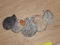 Mimachlamys varia
